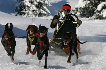 Hundeschlittenrennen in Lenzerheide